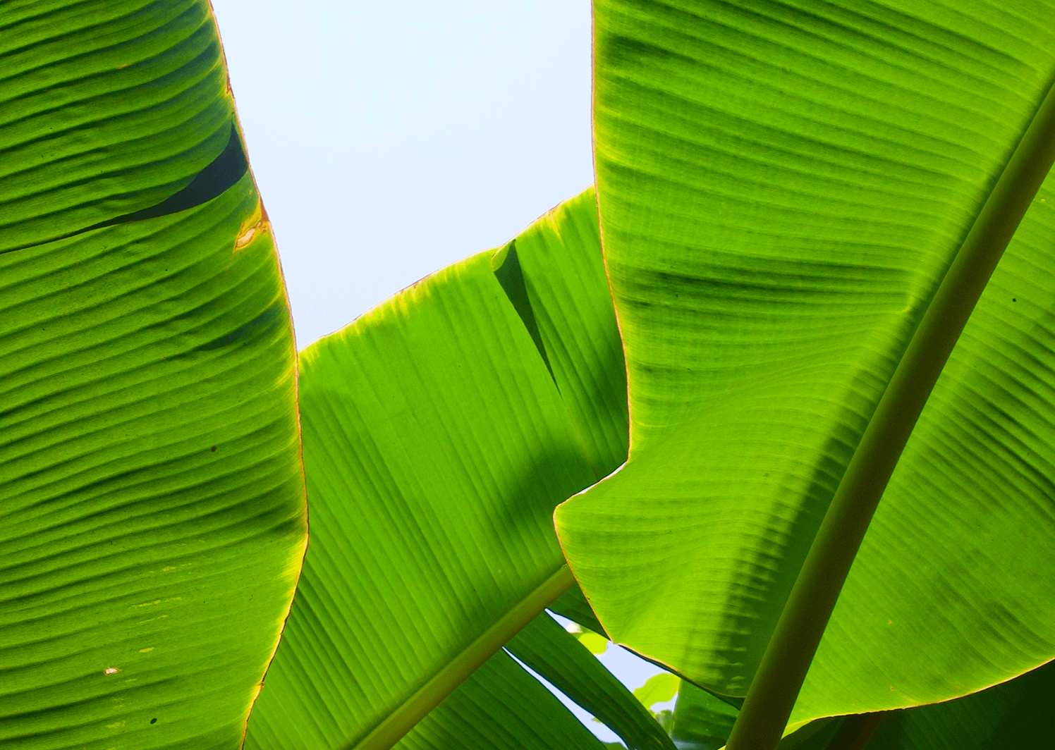 手绘风格知识图谱 Shortcut 配置指南